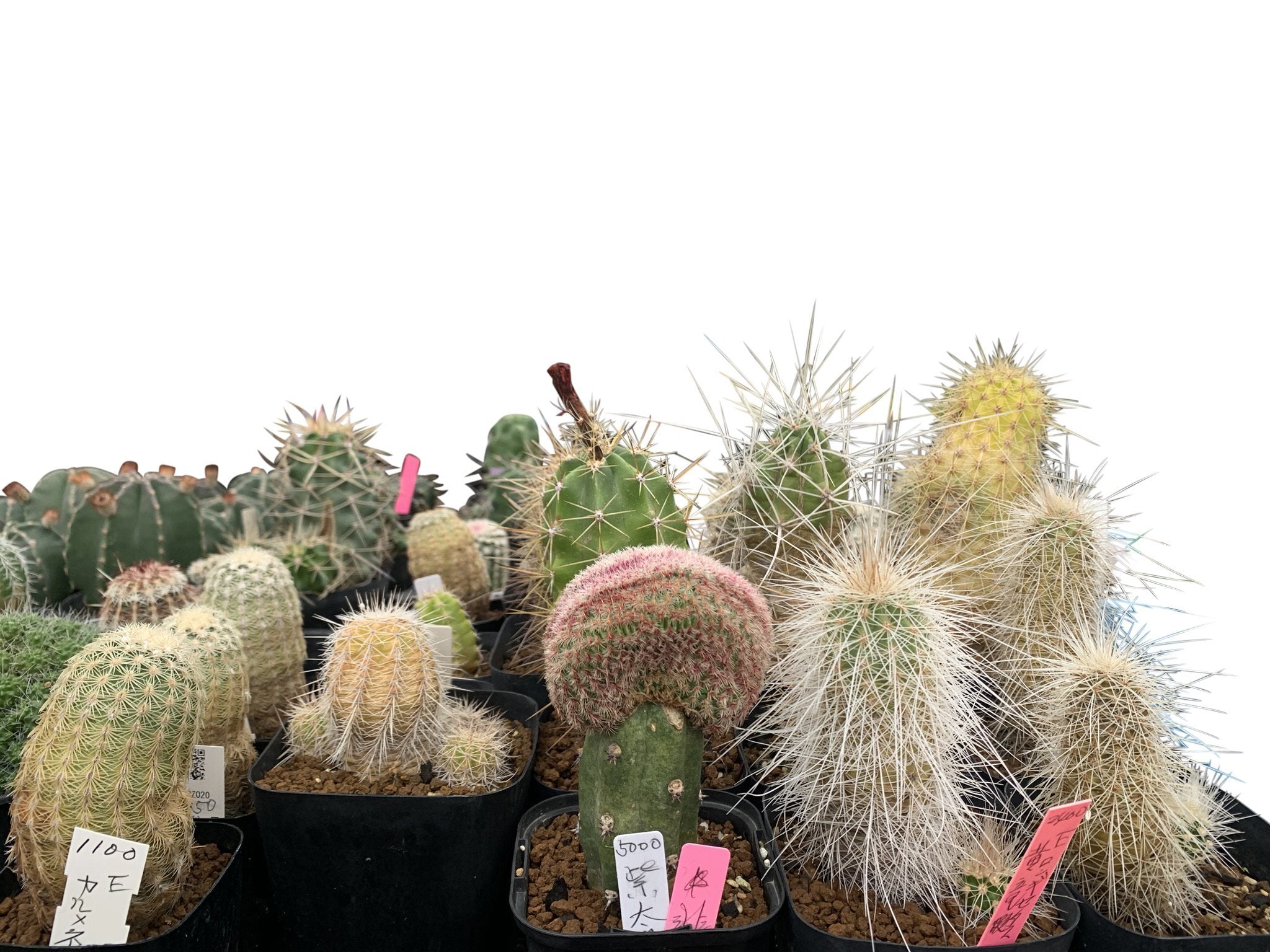 CACTUS NURSERY - RT1home