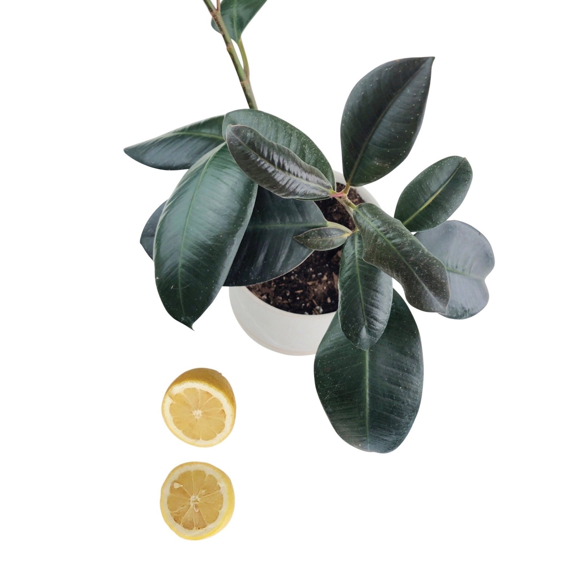 CLEAN YOUR PLANT LEAVES - RT1home