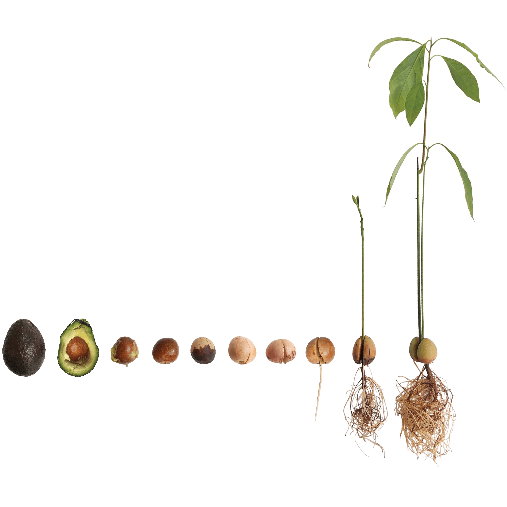 sunflower seeds plant Shock-O-Lat Sunflower Seeds main image 1