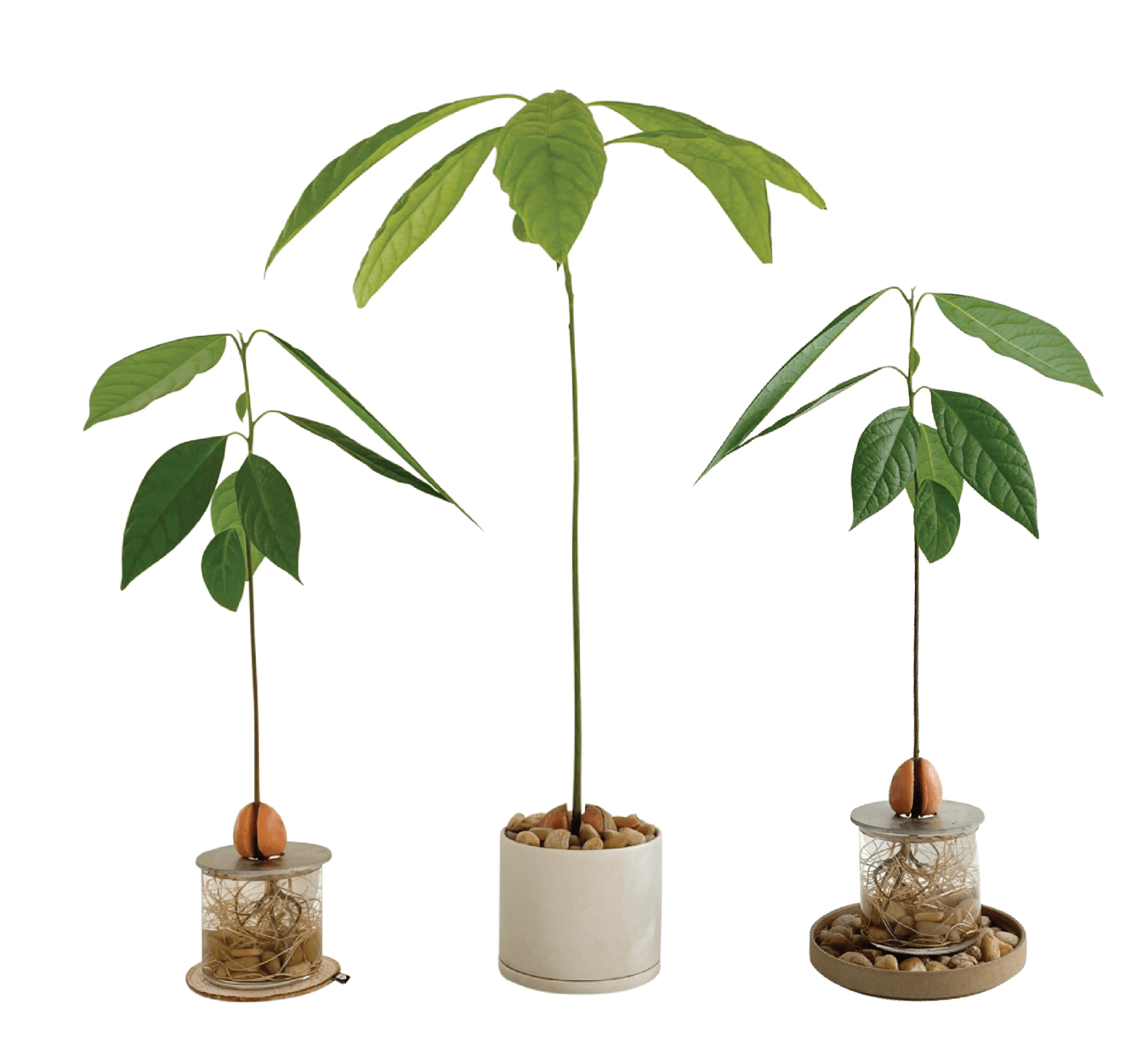 USE PEBBLES WITH PLANTS - RT1home