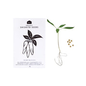 Japanese Herb Seeds - Pack of 5