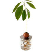 AVOCADO PROP DISC - RT1home