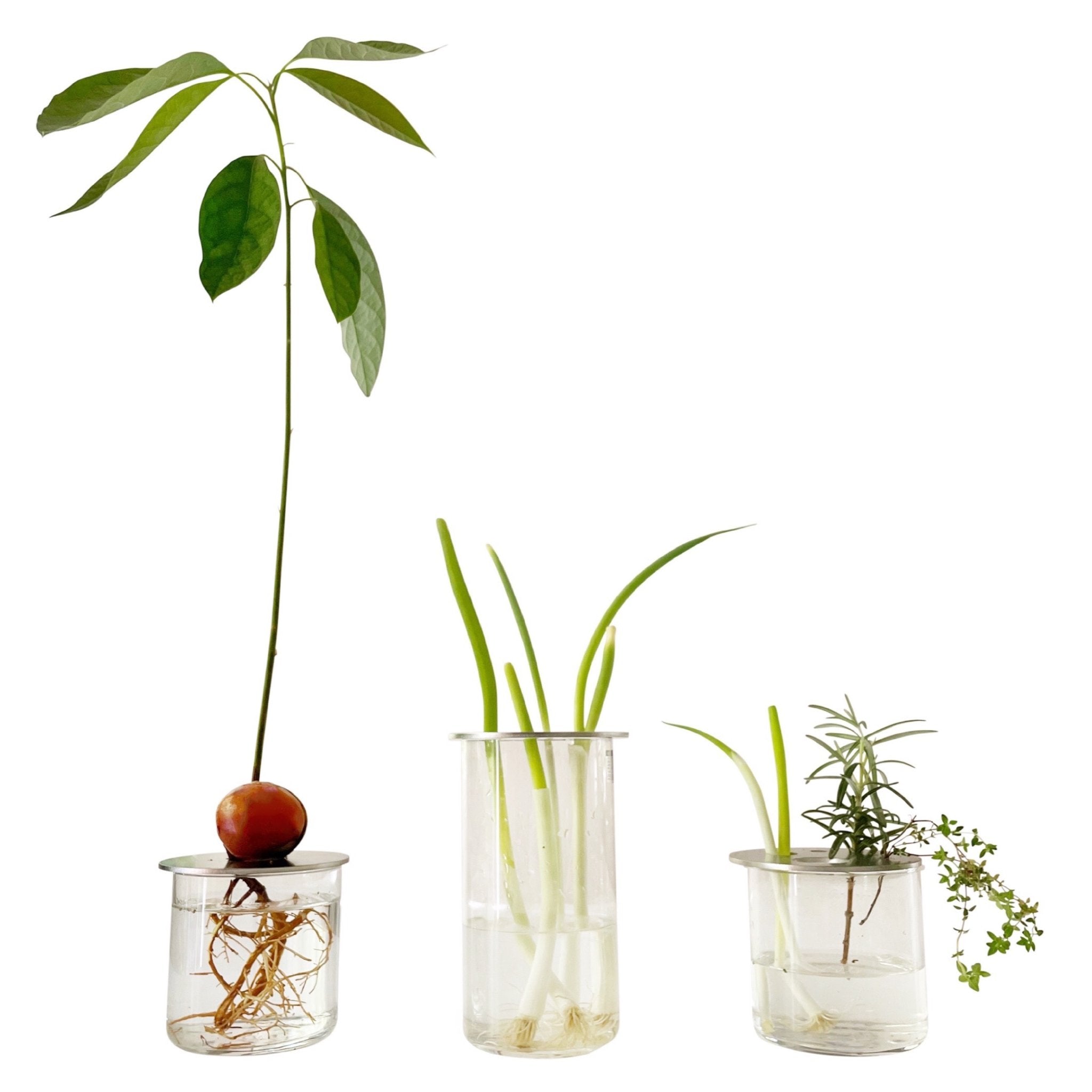 AVOCADO PROP DISC - RT1home