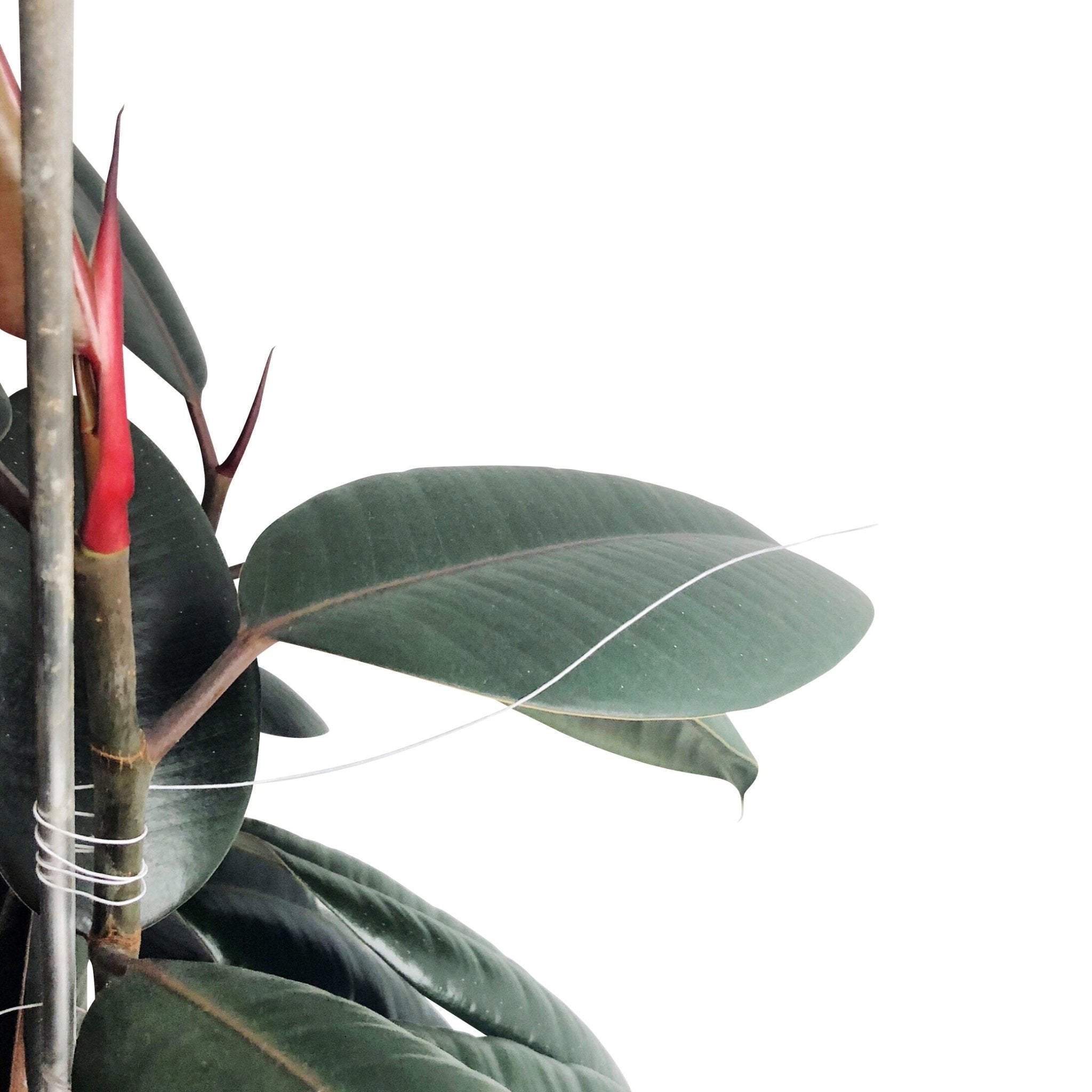 FLORAL WIRE - RT1home