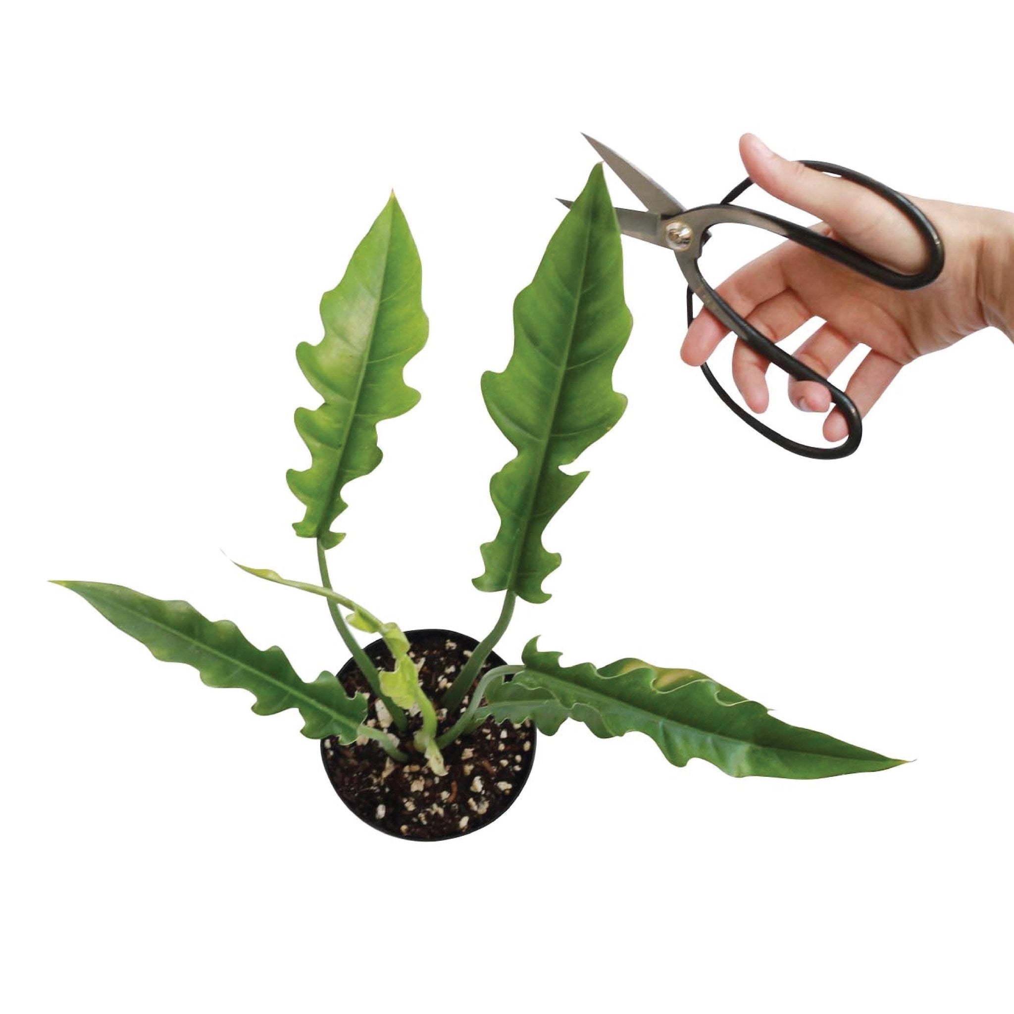 GARDEN SCISSORS - RT1home