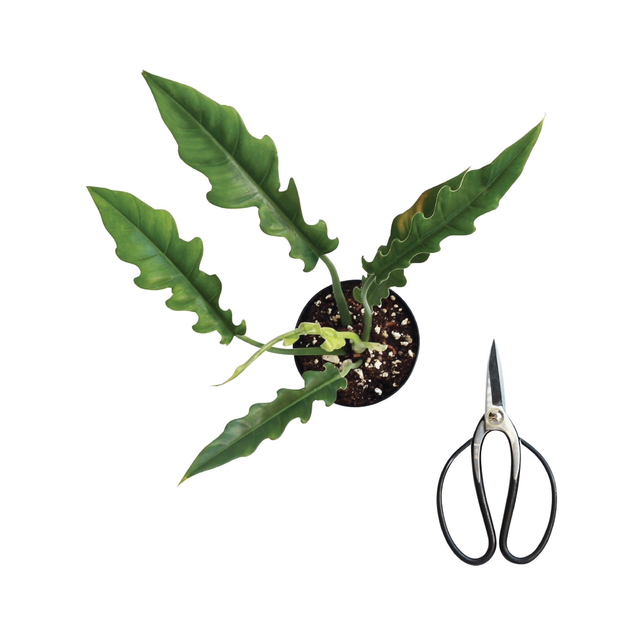 GARDEN SCISSORS - RT1home