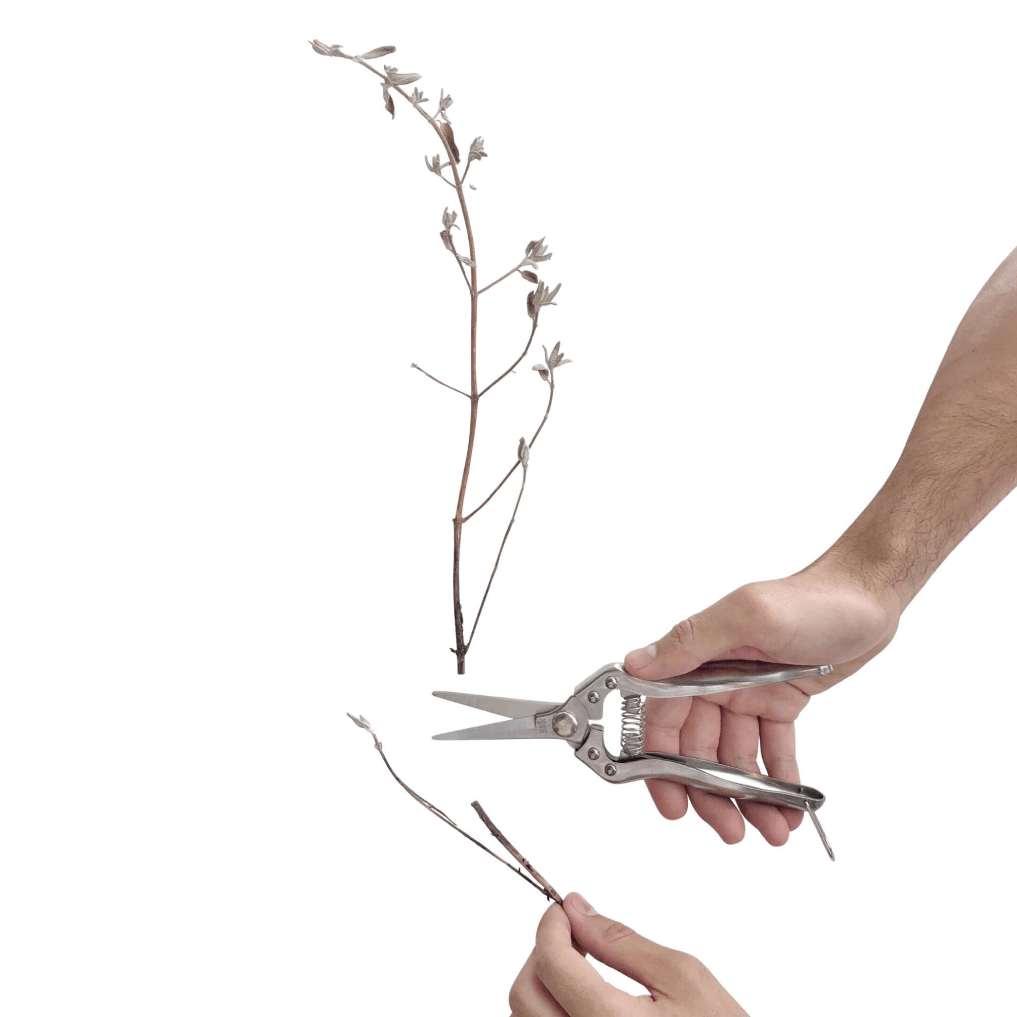 GARDEN SNIPS - RT1home