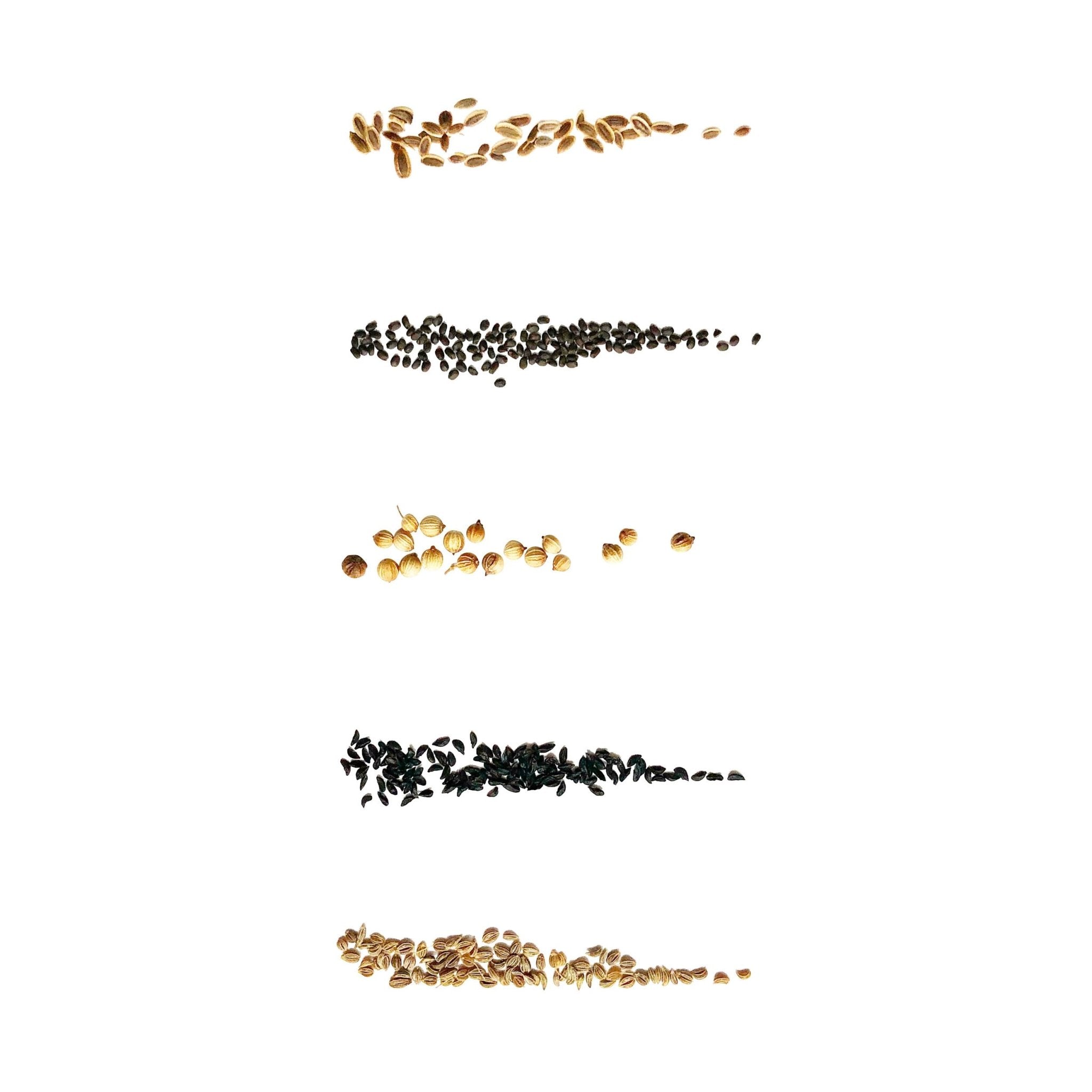 HERB SEEDS - 1 PACK - RT1home