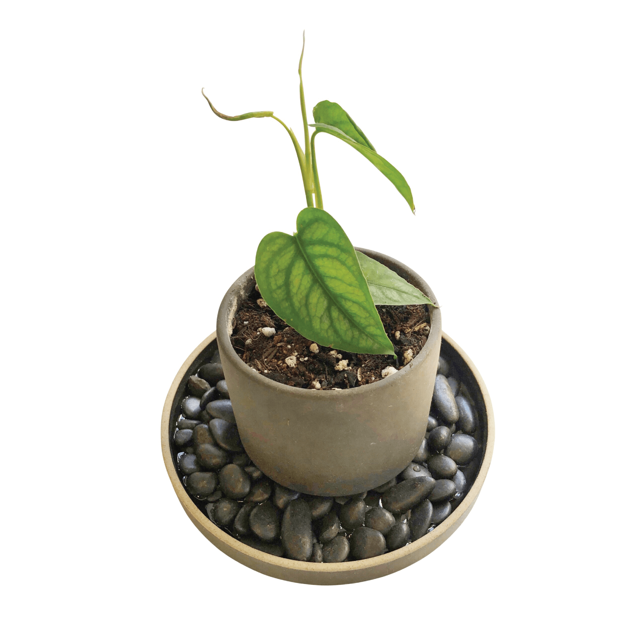 humidity tray for indoor plants Humidity Tray Set MEDIUM / DARK GREY / NO