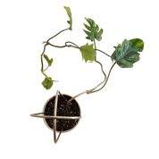 PLANT ARCHES - RT1home