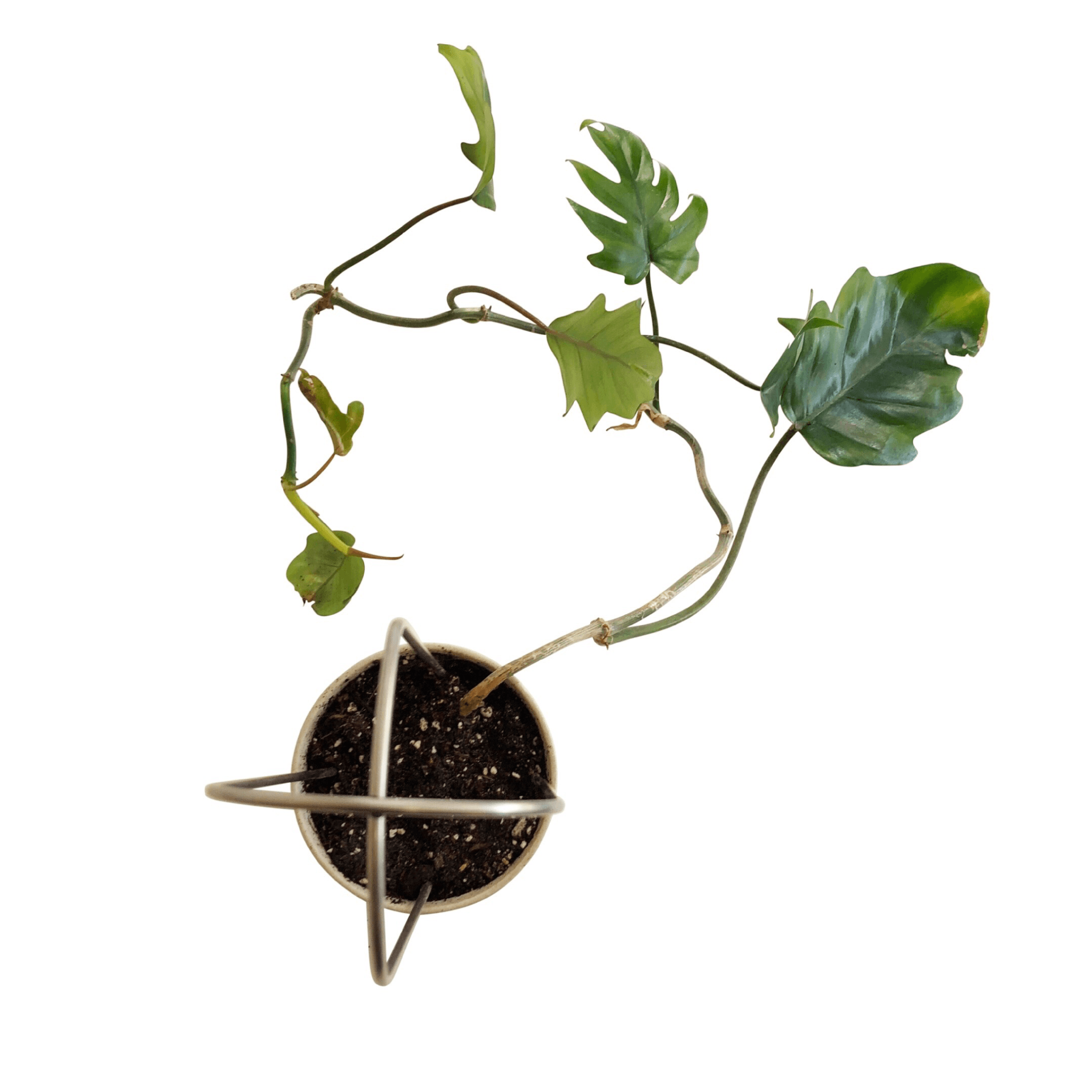 PLANT ARCHES - RT1home