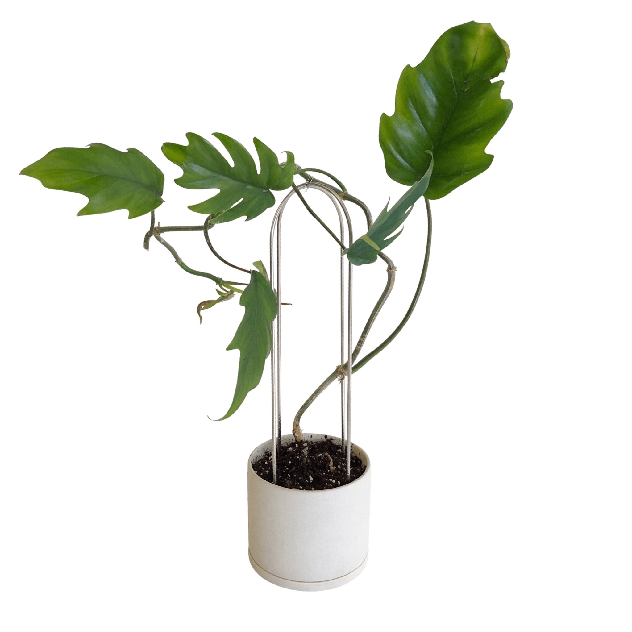 monstera philodendron arch Plant Arches – RT1home