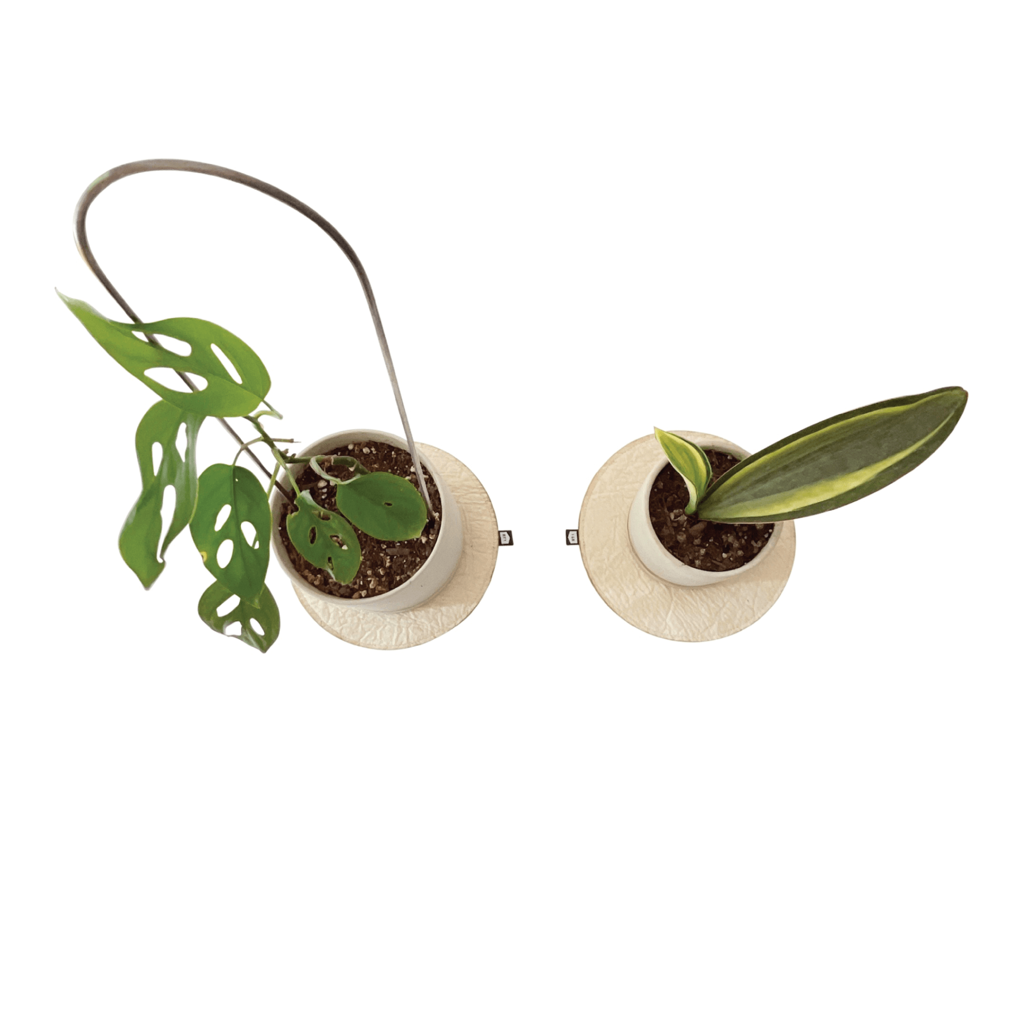 PLANT COASTER - RT1home