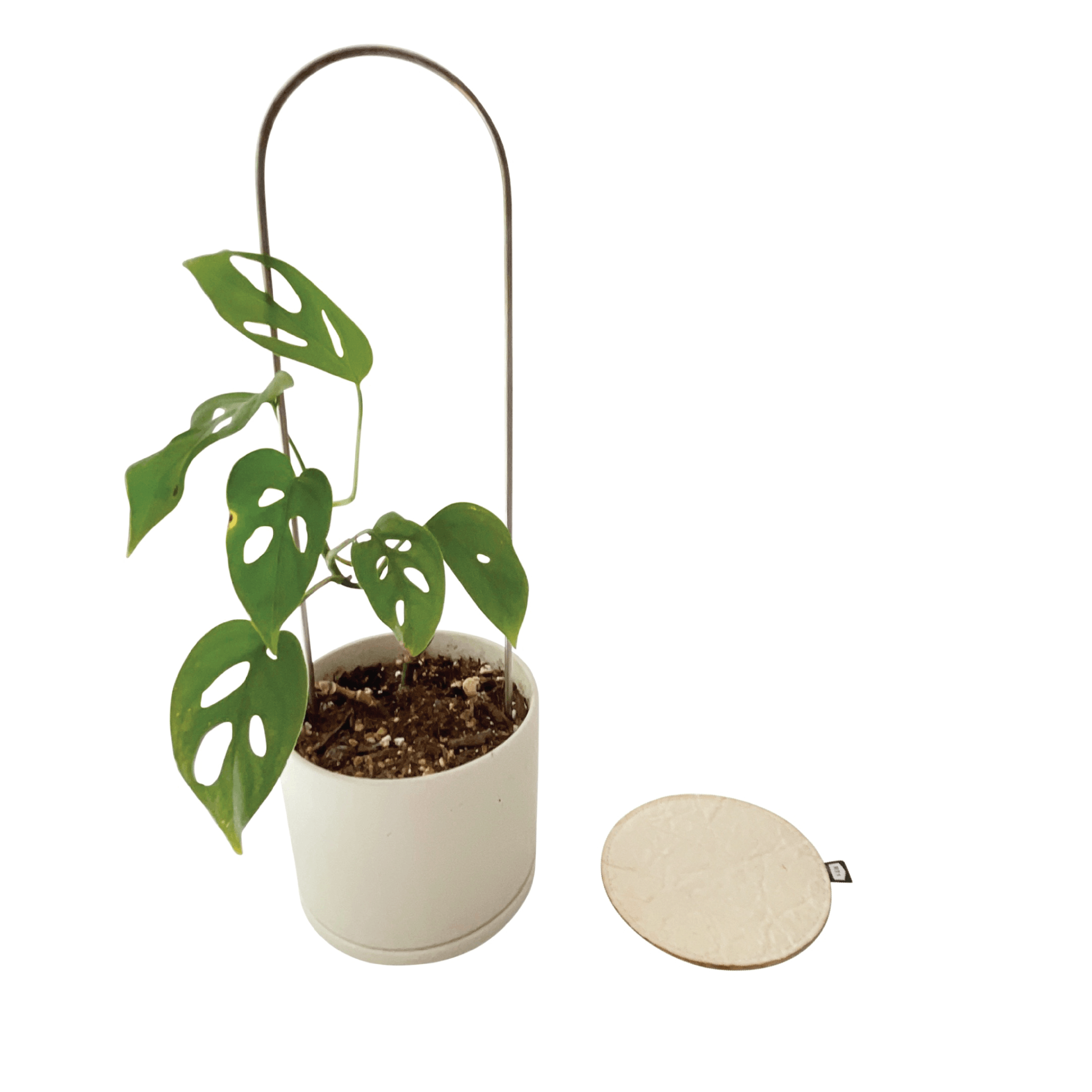 PLANT COASTER - RT1home