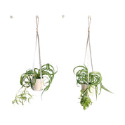 PLANT HANGER - RT1home