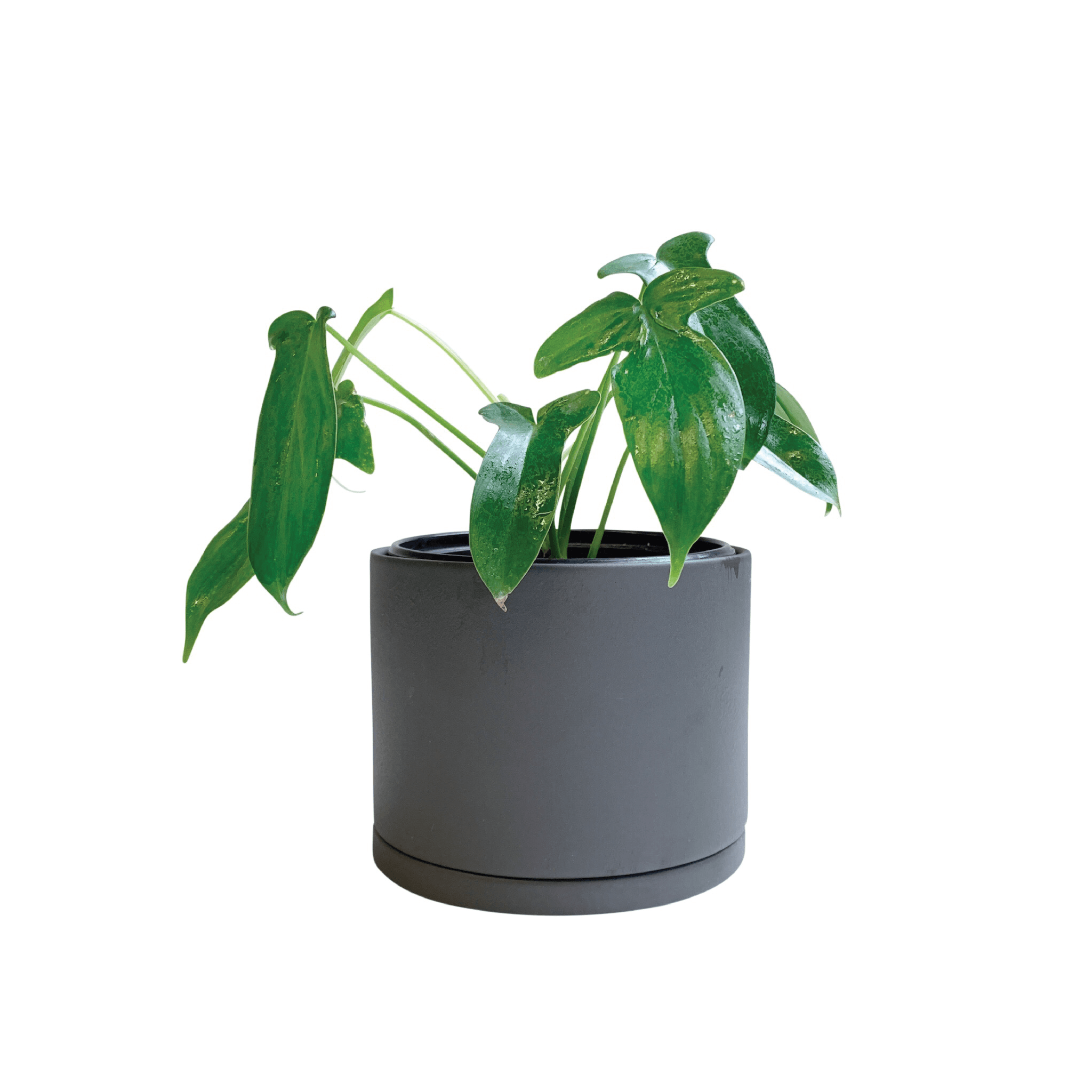 PLANT POT - RT1home