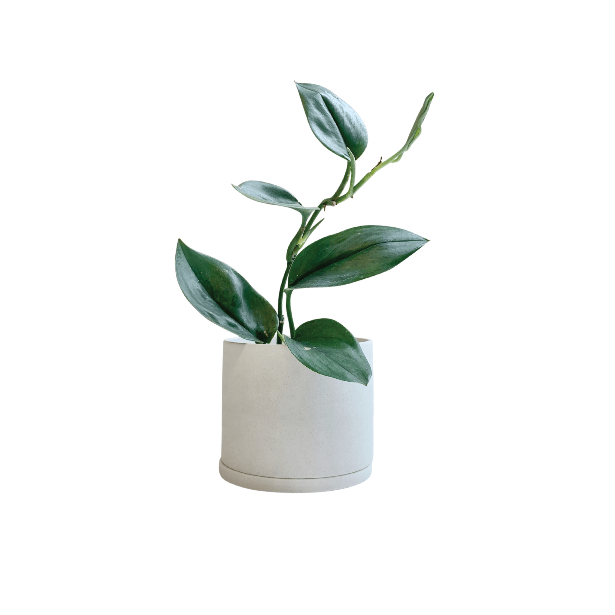 PLANT POT - RT1home