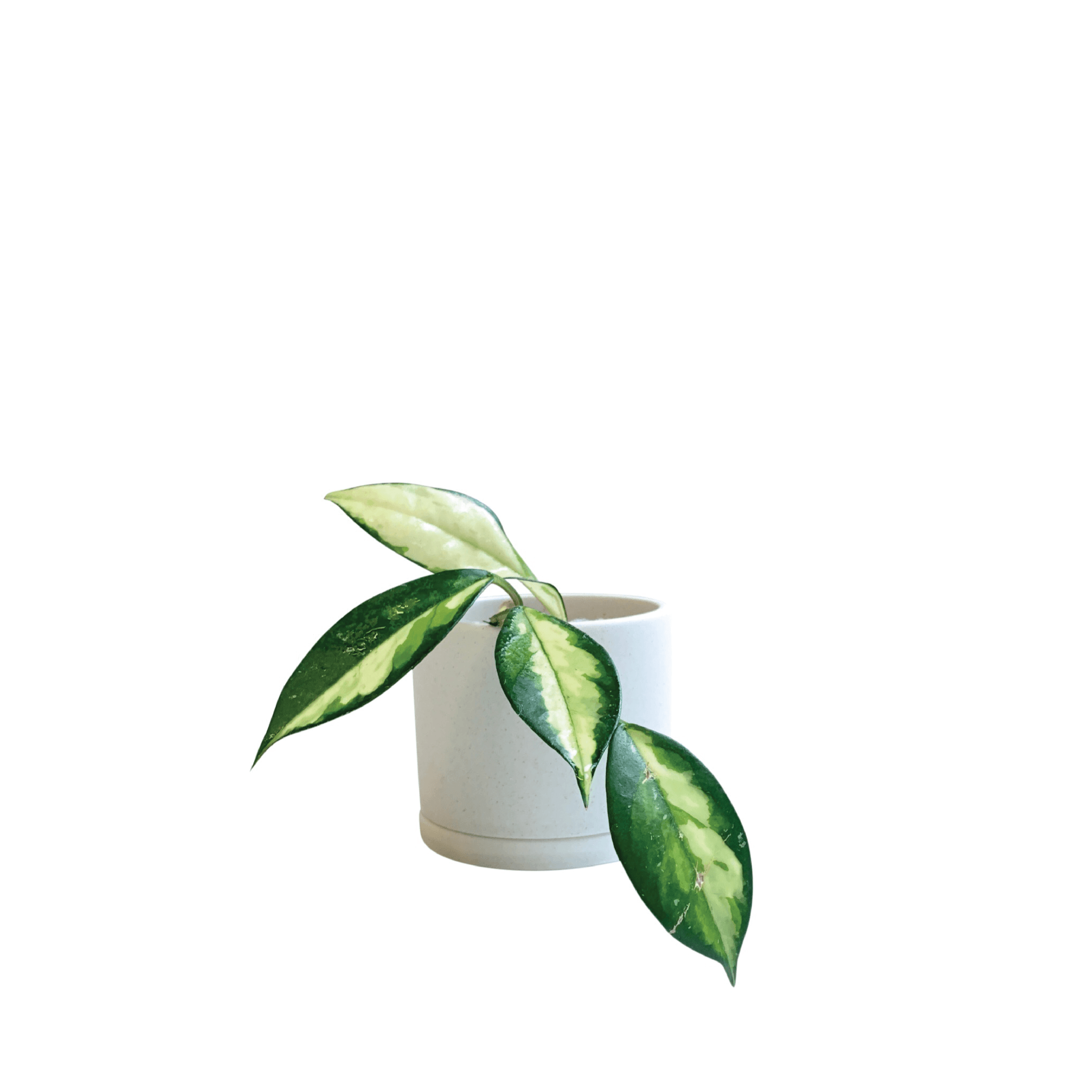 PLANT POT - RT1home