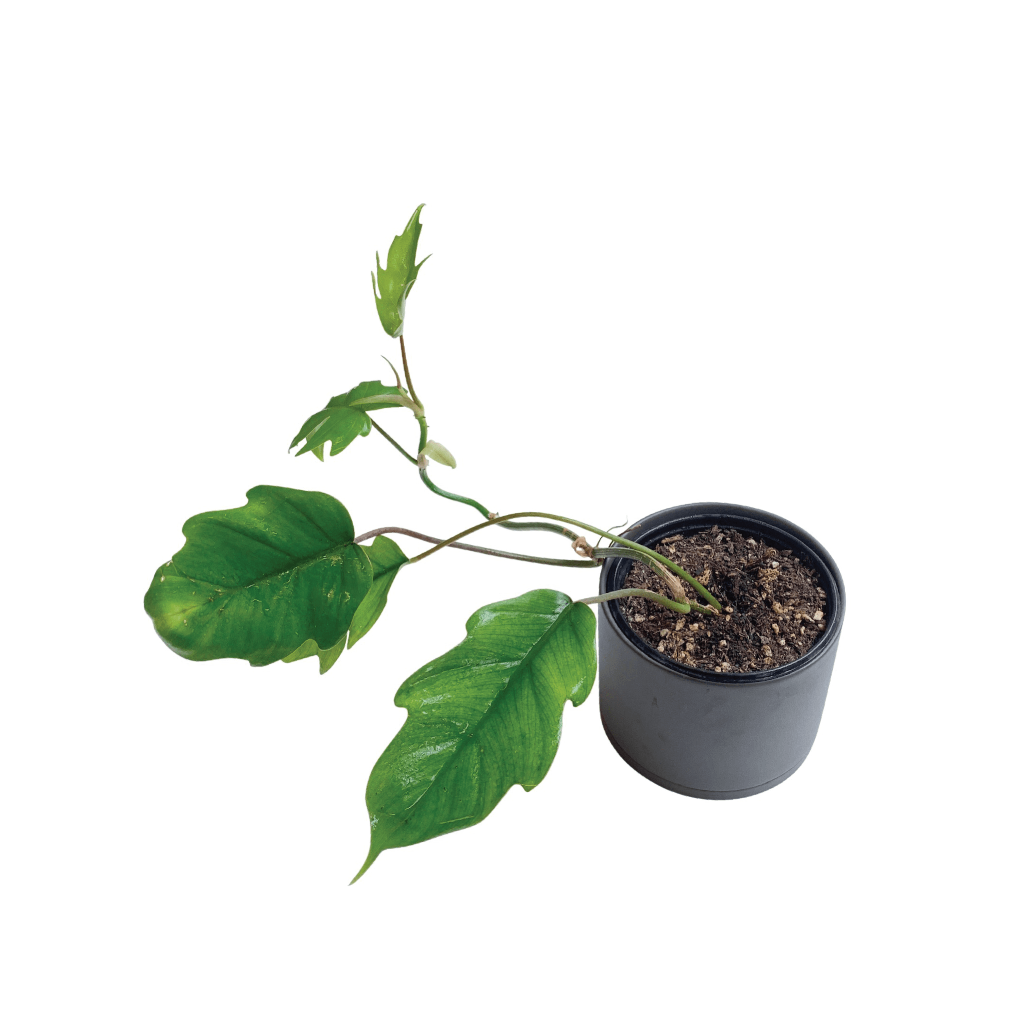 PLANT POT - RT1home