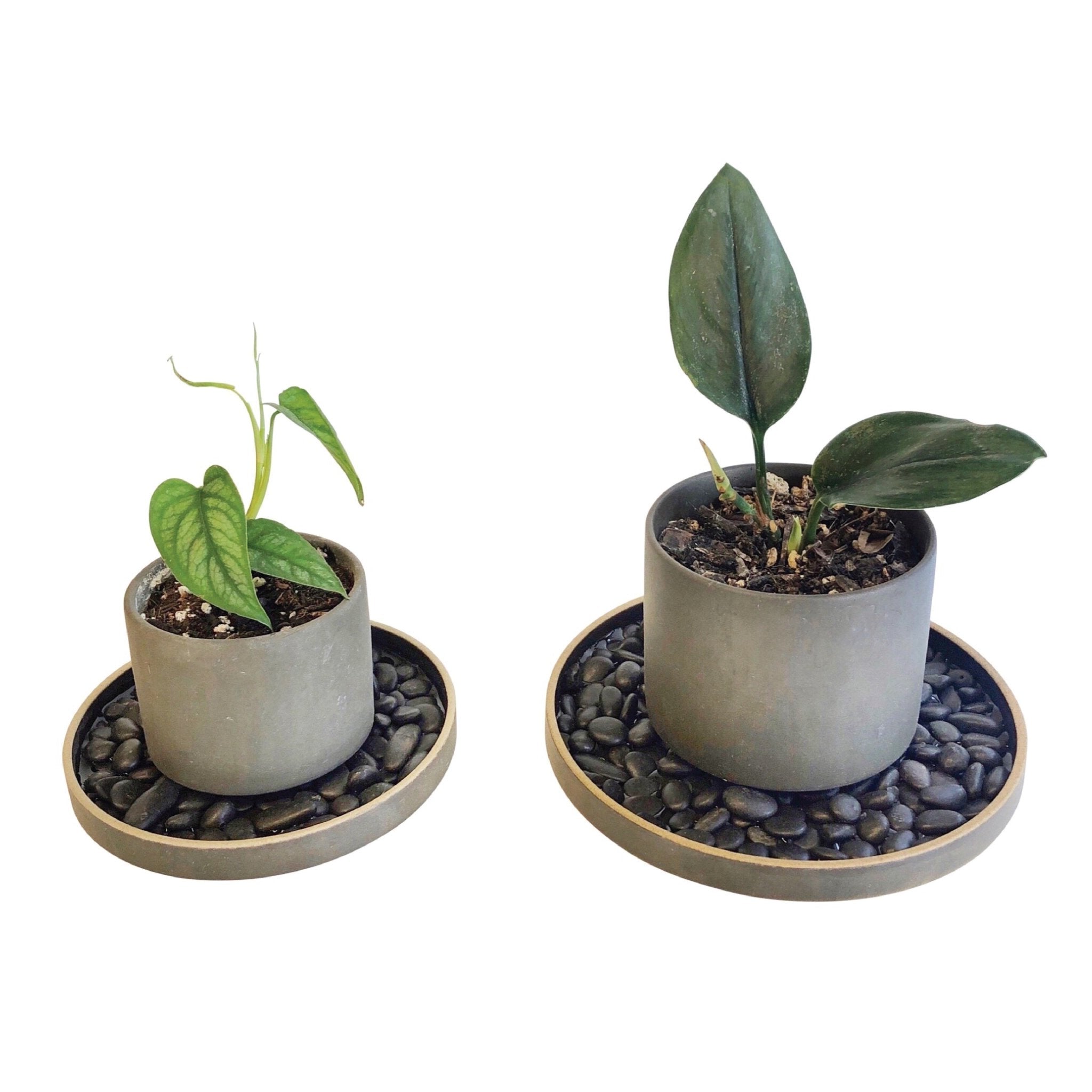PORCELAIN TRAY - RT1home