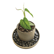 PORCELAIN TRAY - RT1home