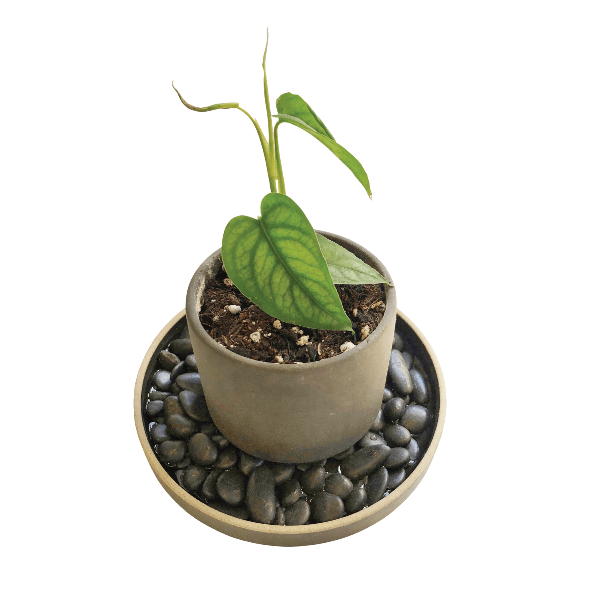 PORCELAIN TRAY - RT1home
