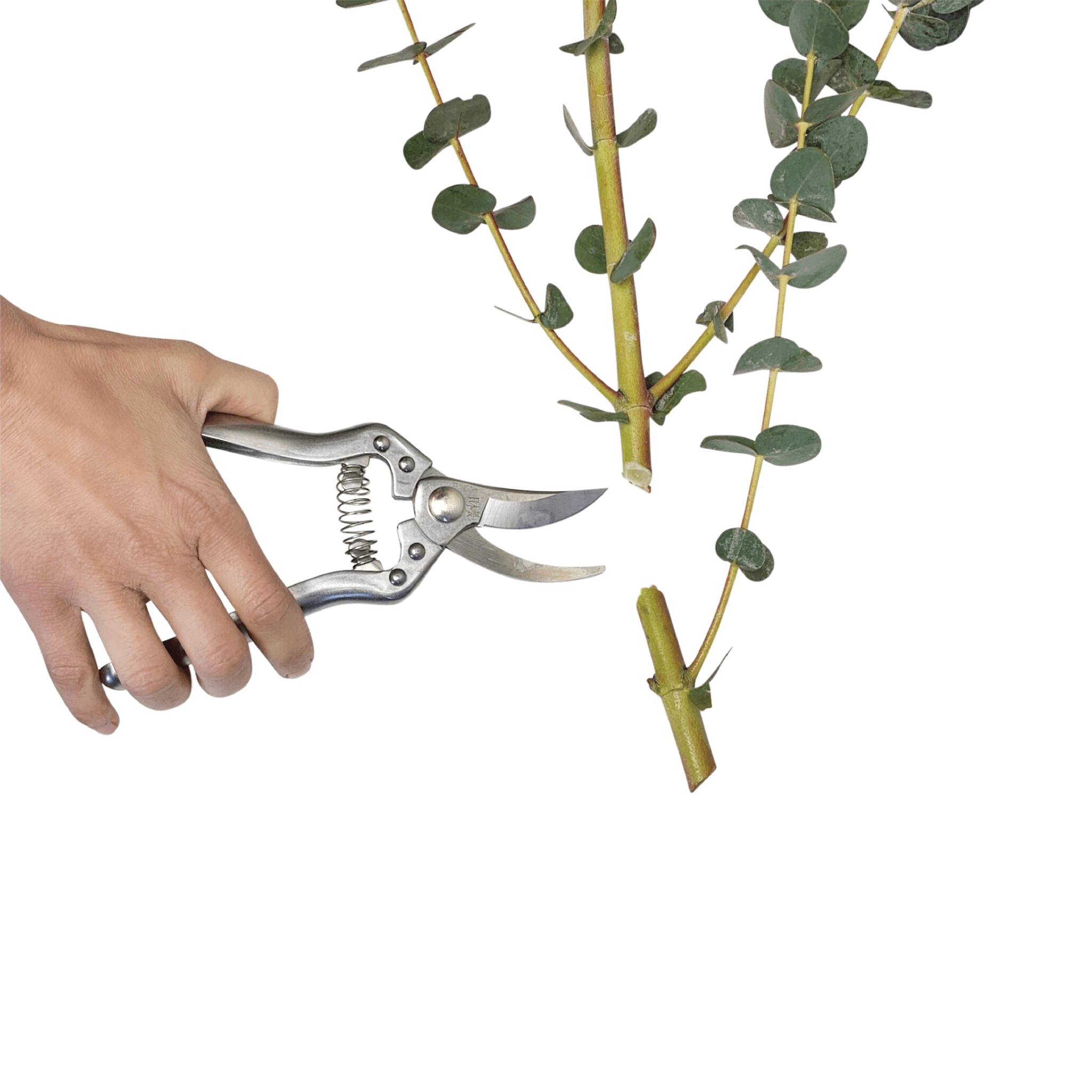 PRUNING SHEARS - RT1home