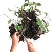 ROOT HOOK - RT1home