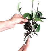 ROOT HOOK - RT1home