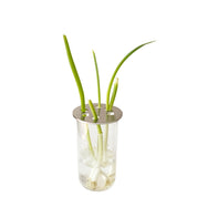 SCALLION PROP DISC - RT1home