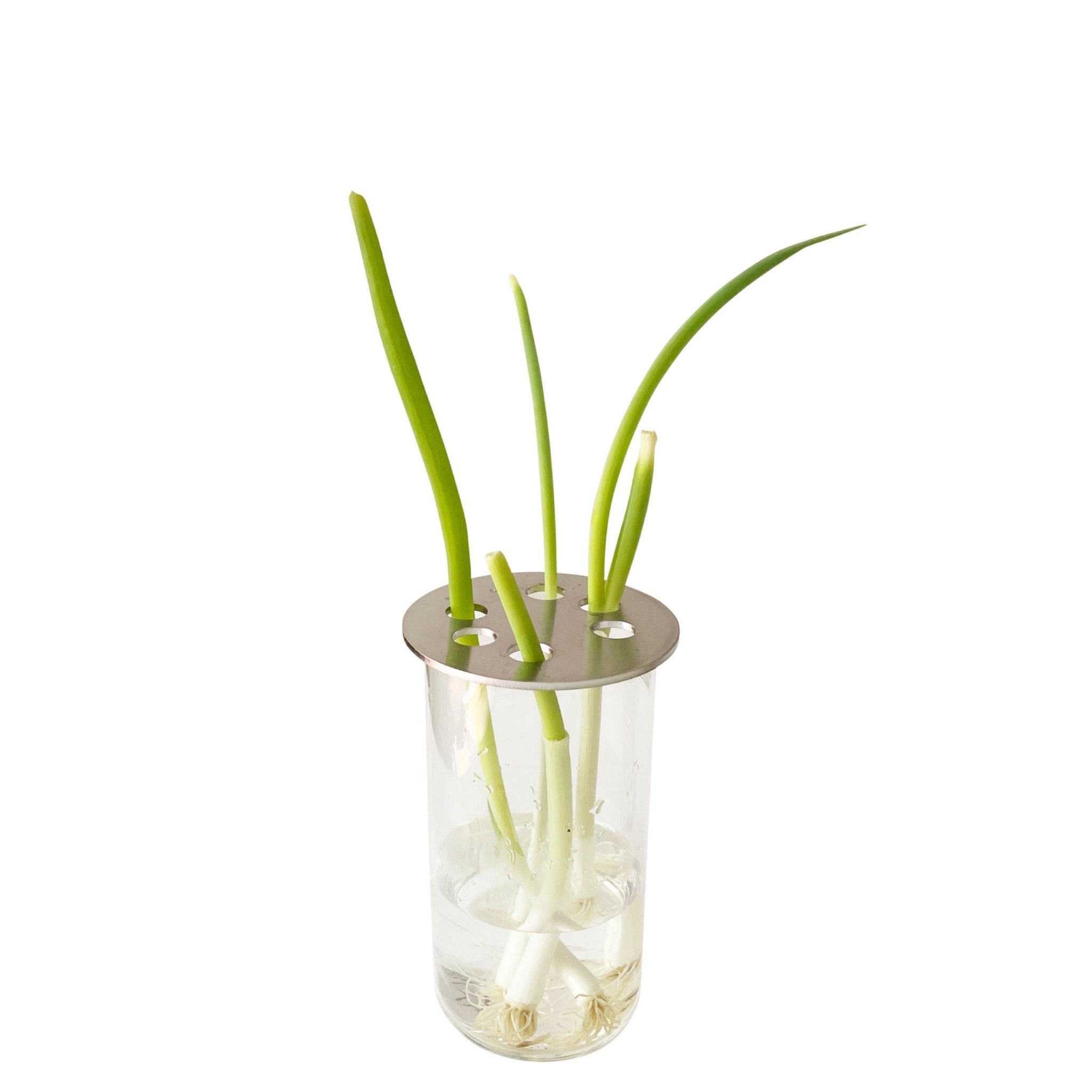 SCALLION PROP DISC - RT1home