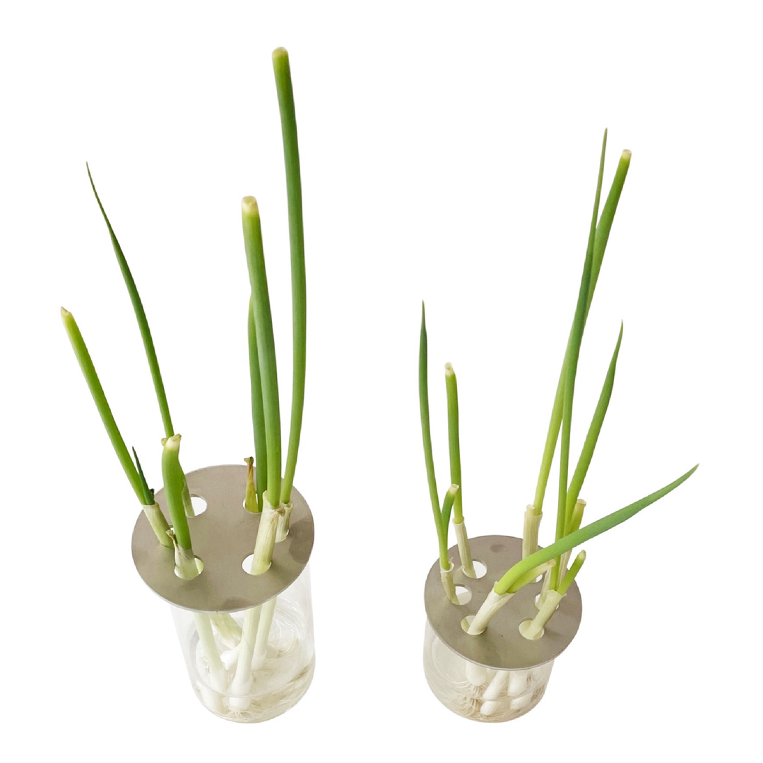 REGROW SCALLIONS | NEGI IN WATER – RT1home