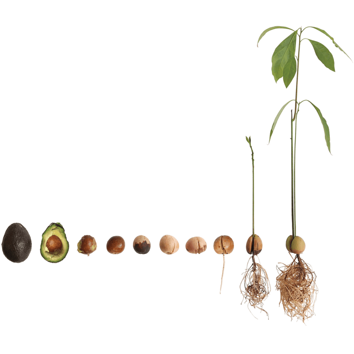 GROW AN AVOCADO PLANT - WATER SPROUTING METHOD