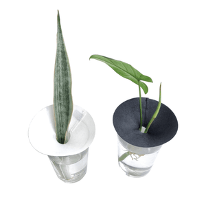 PROPAGATE PLANT CUTTINGS IN WATER - RT1home