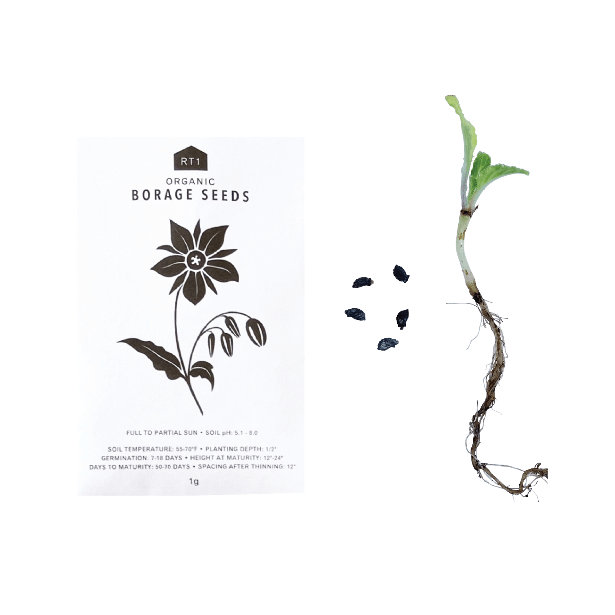edible plants seeds Edible Flower Seeds