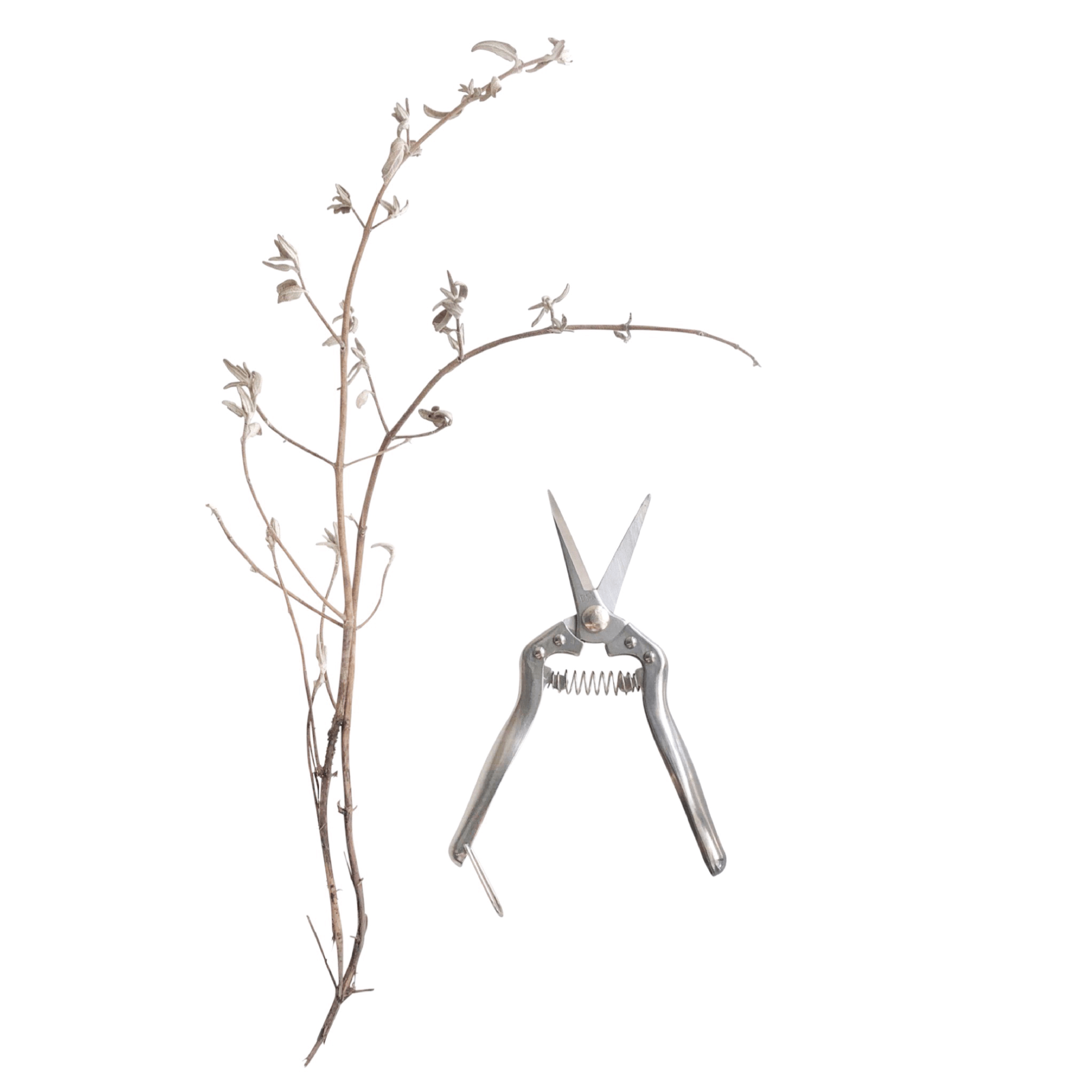 Garden Snips