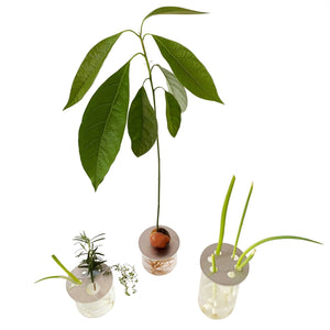 HERB PROP DISC - RT1home