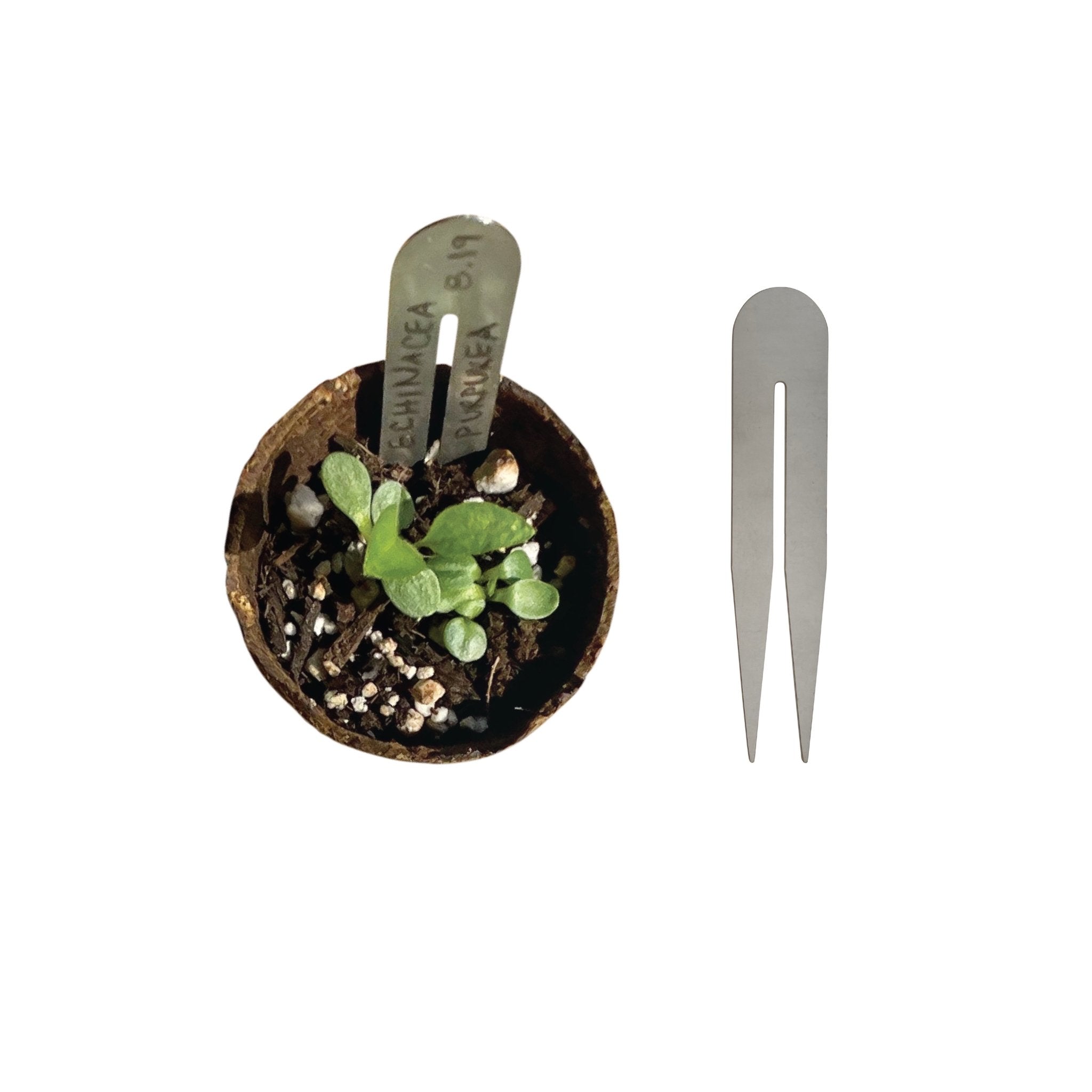 PLANT ARCH TAGS - SECONDS SALE - RT1home