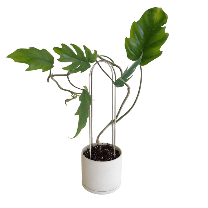 PLANT ARCHES - RT1home