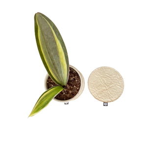 PLANT COASTER - SECONDS SALE - RT1home