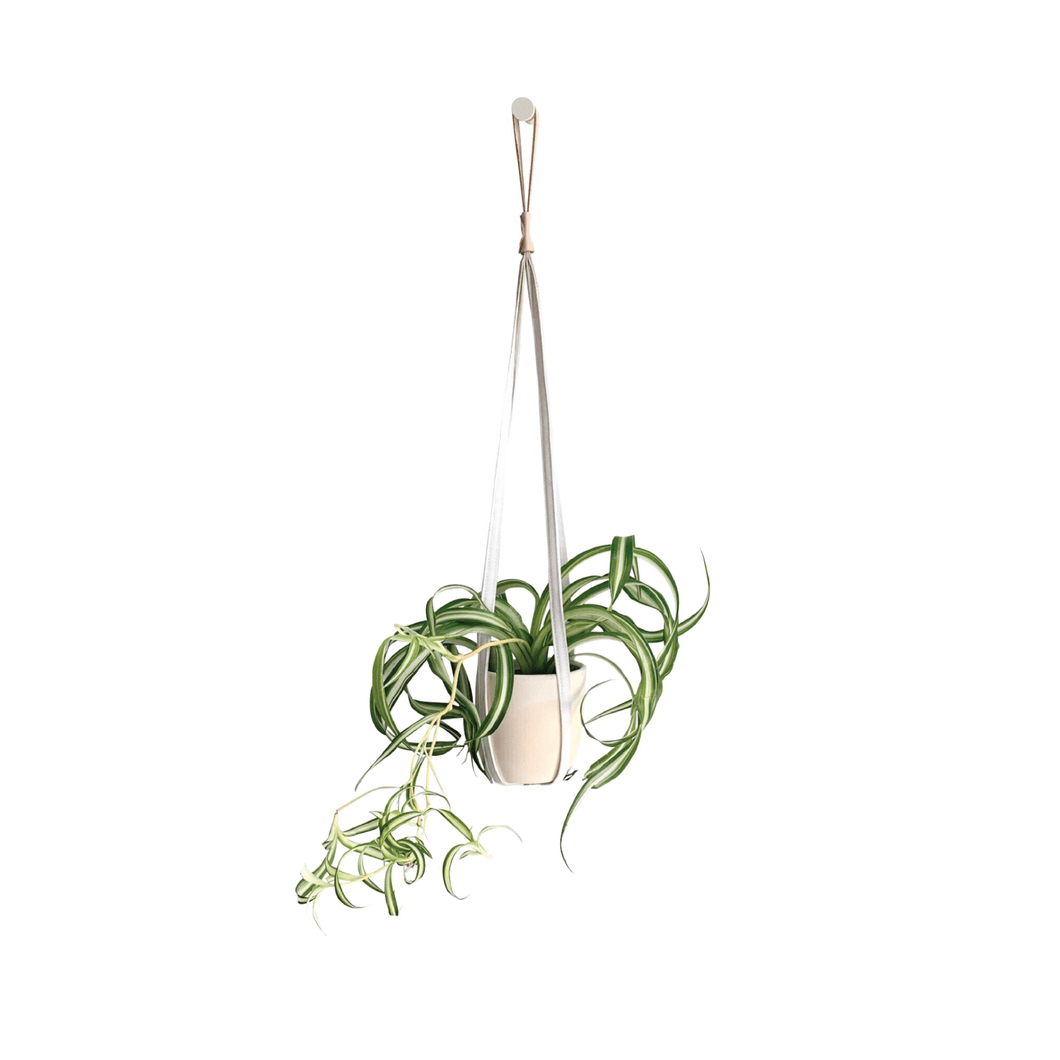 PLANT HANGER - RT1home