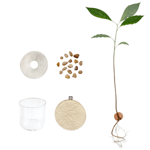 PROPAGATION SET - RT1home