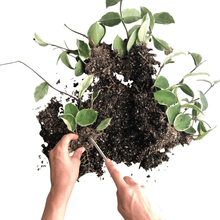 ROOT HOOK - RT1home